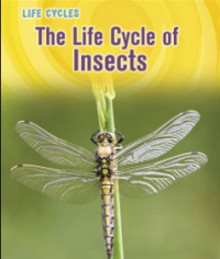 Image of The Life Cycle of Insects